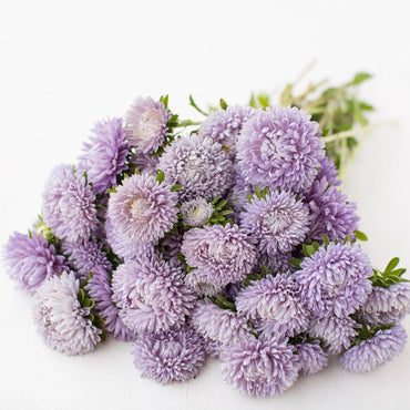 Lady Coral Lavender – China Aster Seed
