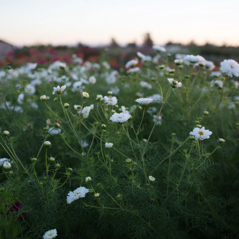 Double Click Snow Puff – Cosmos Seed