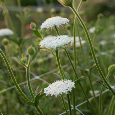 Lacy White – Didiscus Seed