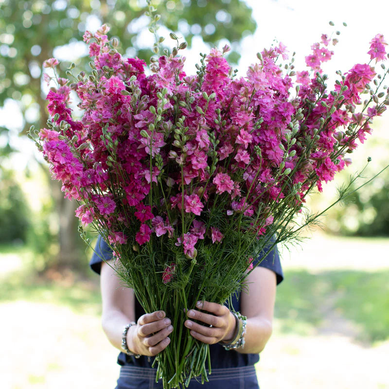 QIS? Carmine – Larkspur Seed