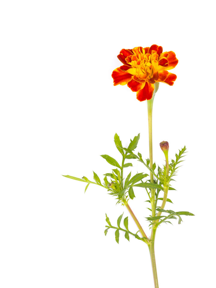 Heirloom Marigold Sparky Flower Seeds, Non-GMO Bright Blooms for Vibrant Garden Planting