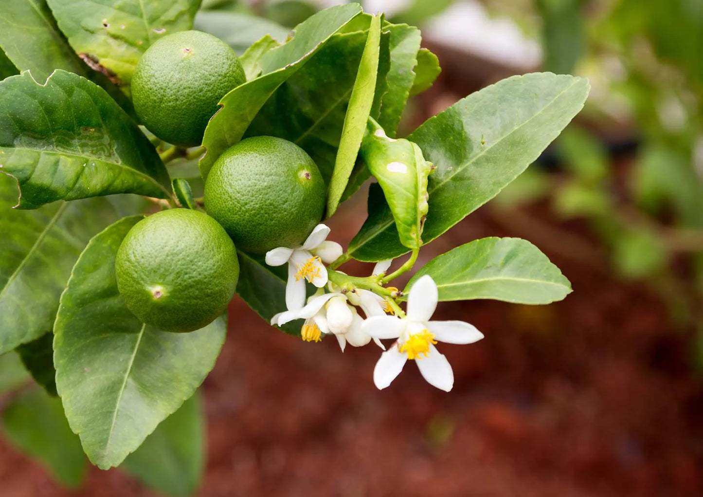 Indian Sweet Lime Seeds