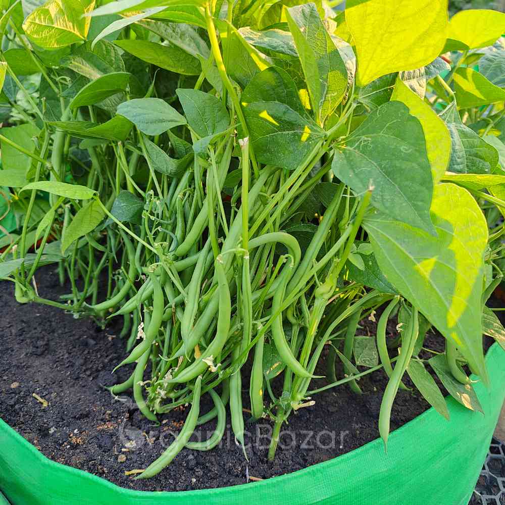 France Beans Hybrid Vegetable Seeds