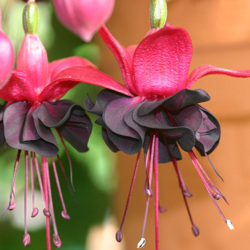 Heirloom Black Fuchsia flower seeds – non‑GMO trailing plant seeds
