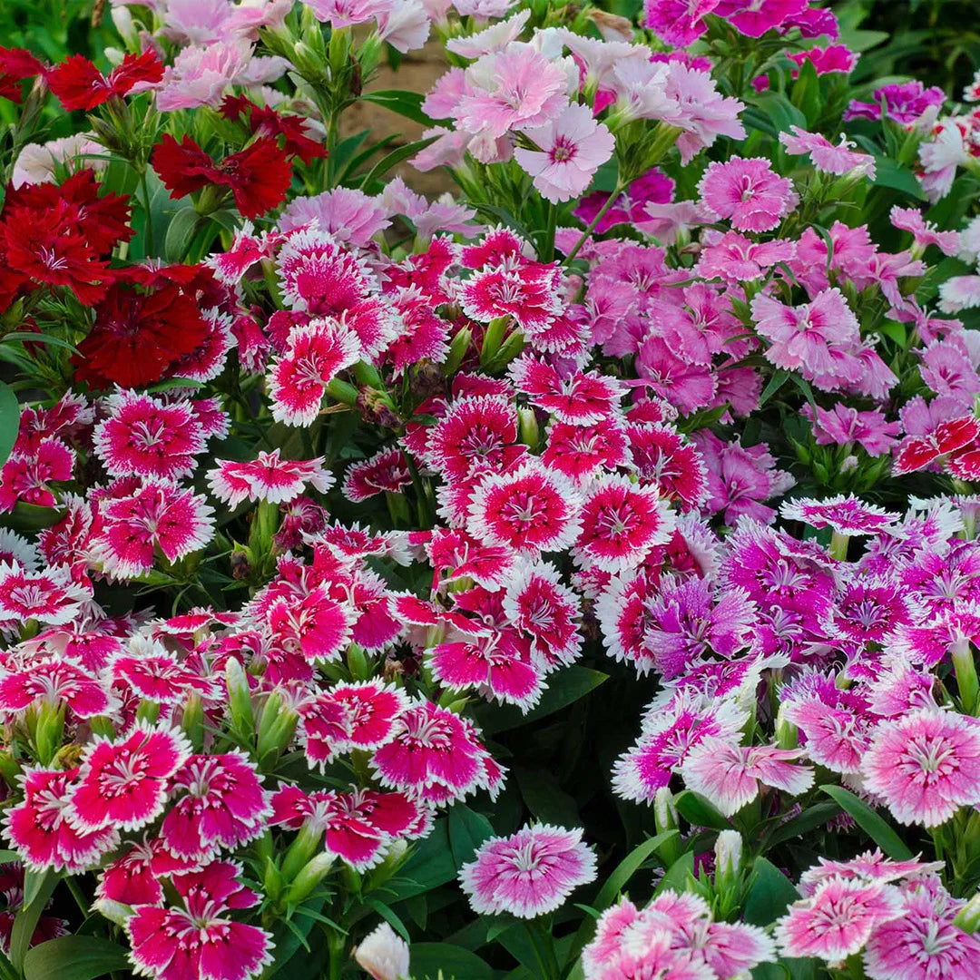 Dianthus- Baby Doll Mix