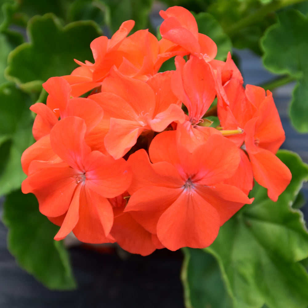 Organic Heirloom Non-GMO Orange Geranium Seeds for Planting – Colorful Garden Blooms