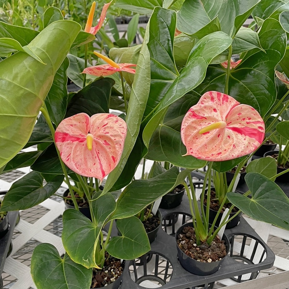 Heirloom Non-GMO Anthurium Bonsai Flower Seeds for Planting – Exotic Miniature Indoor Blooms