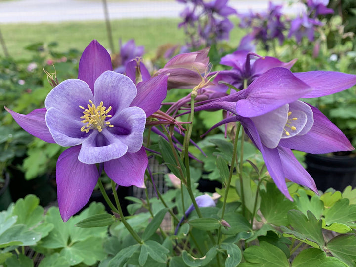 Columbines Purple Flower Seeds for Planting – Organic, Heirloom, Non-GMO Seeds