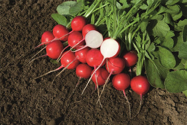 Rover – Radish Seed