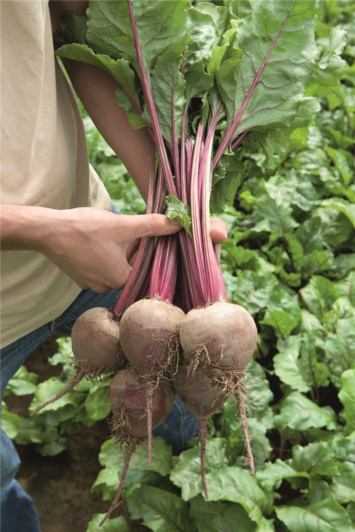 Rhonda – Organic Beet Seed