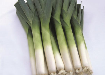 Surfer – Organic Leek Seed