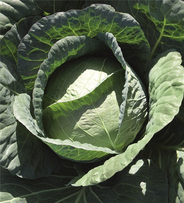 Capture – Cabbage Seed