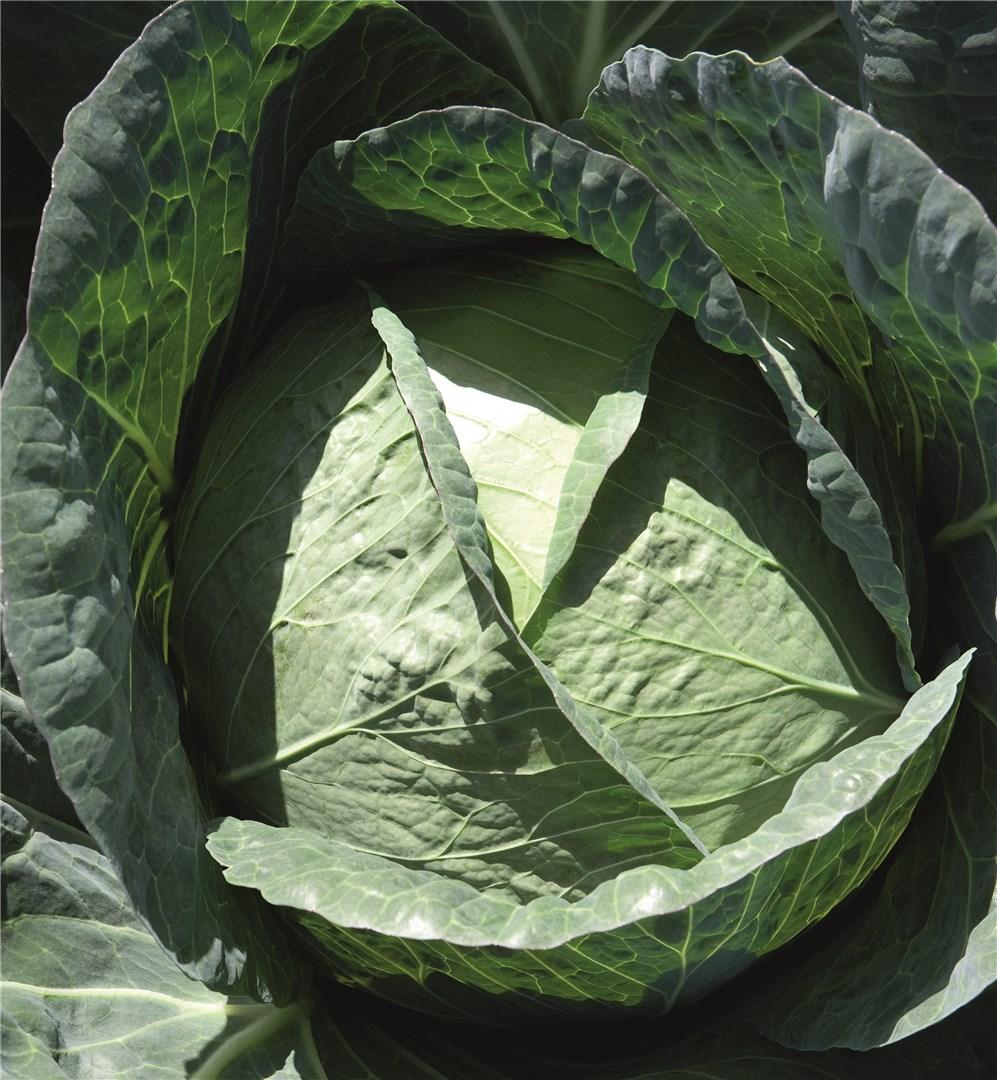 Capture – Cabbage Seed