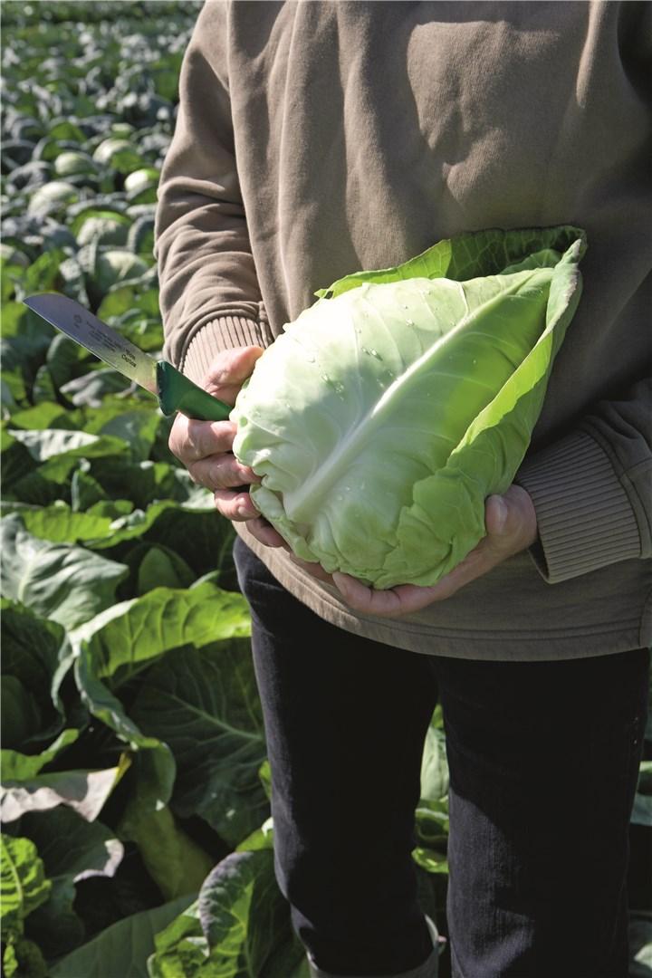 Murdoc – Cabbage Seed