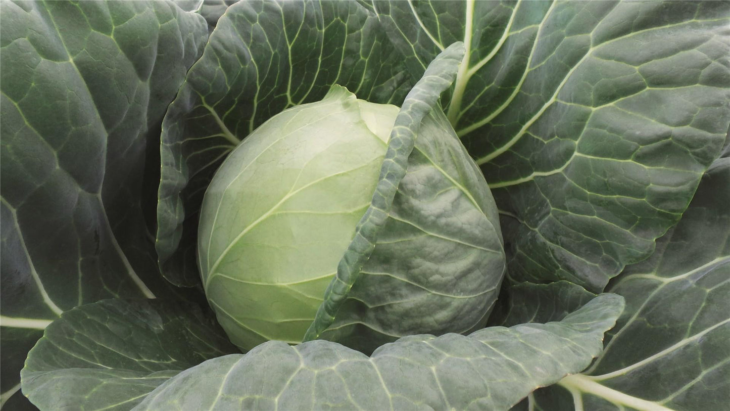Farao – Organic Cabbage Seed