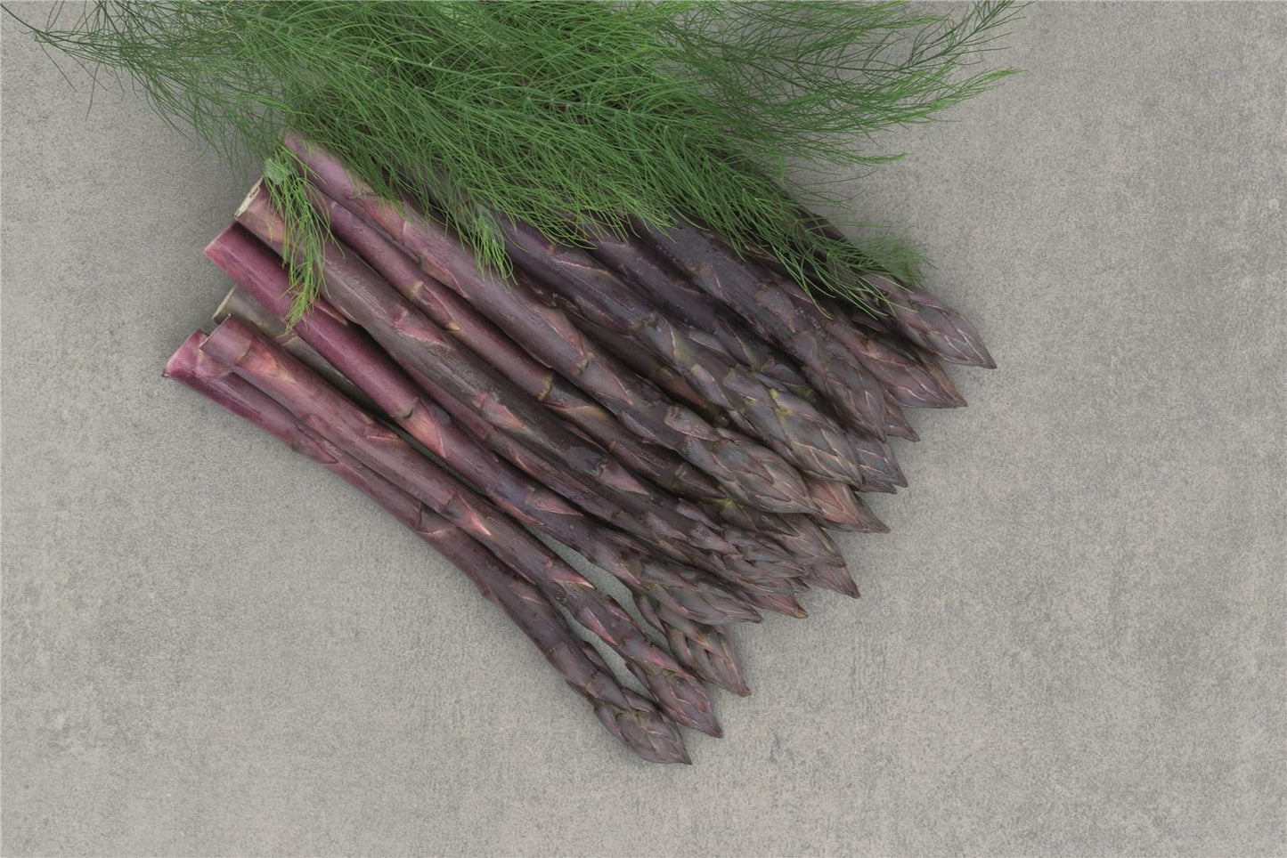 Erasmus – Purple Asparagus Seeds
