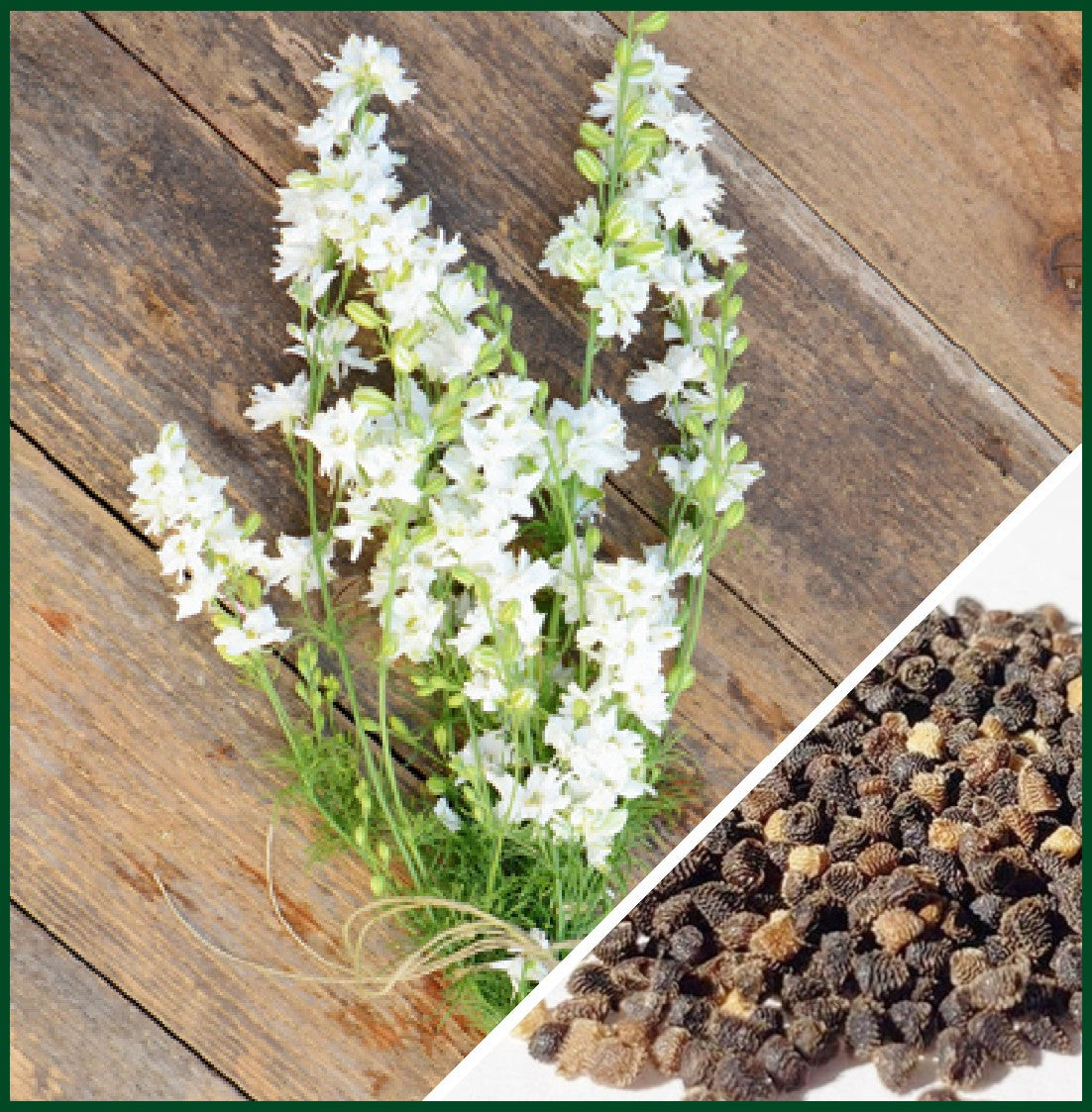 Galilee White – Organic Larkspur Seed