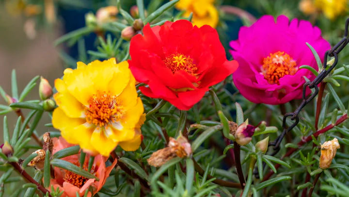 Portulaca Moss Rose Seeds for Planting – Heirloom, Non-GMO Flower Seeds for Gardens