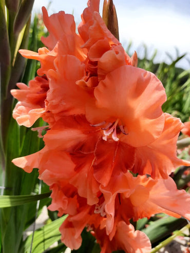 Coral Crush Gladiolus