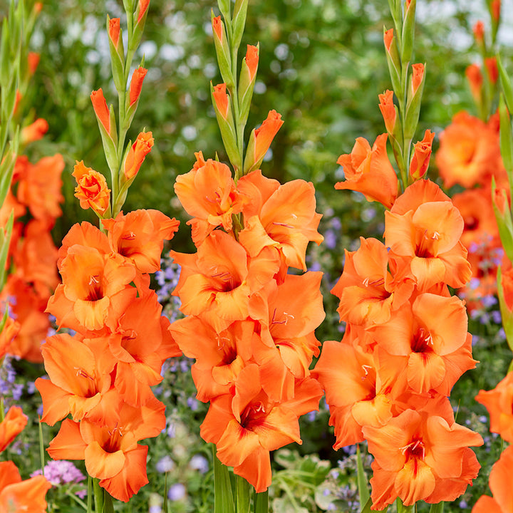 Heirloom Non-GMO Gladiolus Flower Seeds for Planting – Tall Vibrant Blooms for Cutting Gardens
