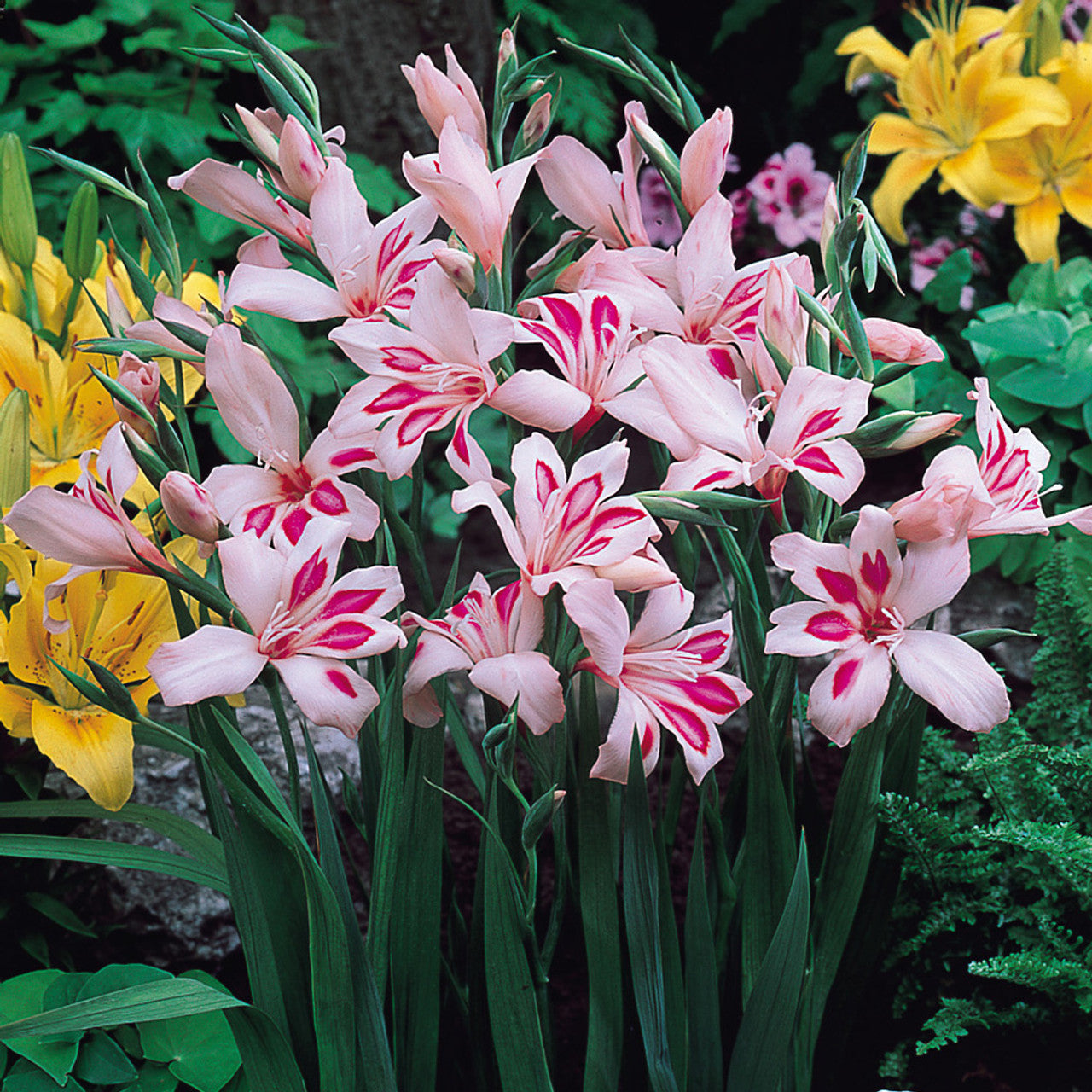 Impressive Hardy Gladiolus