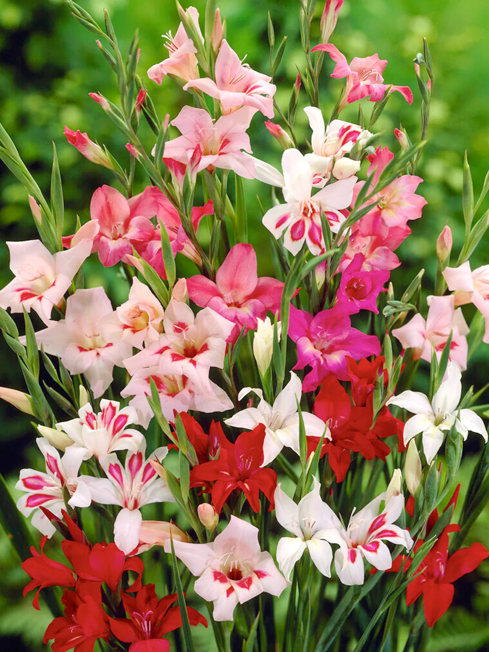 Deluxe Gladiolus Mixture Super Sak