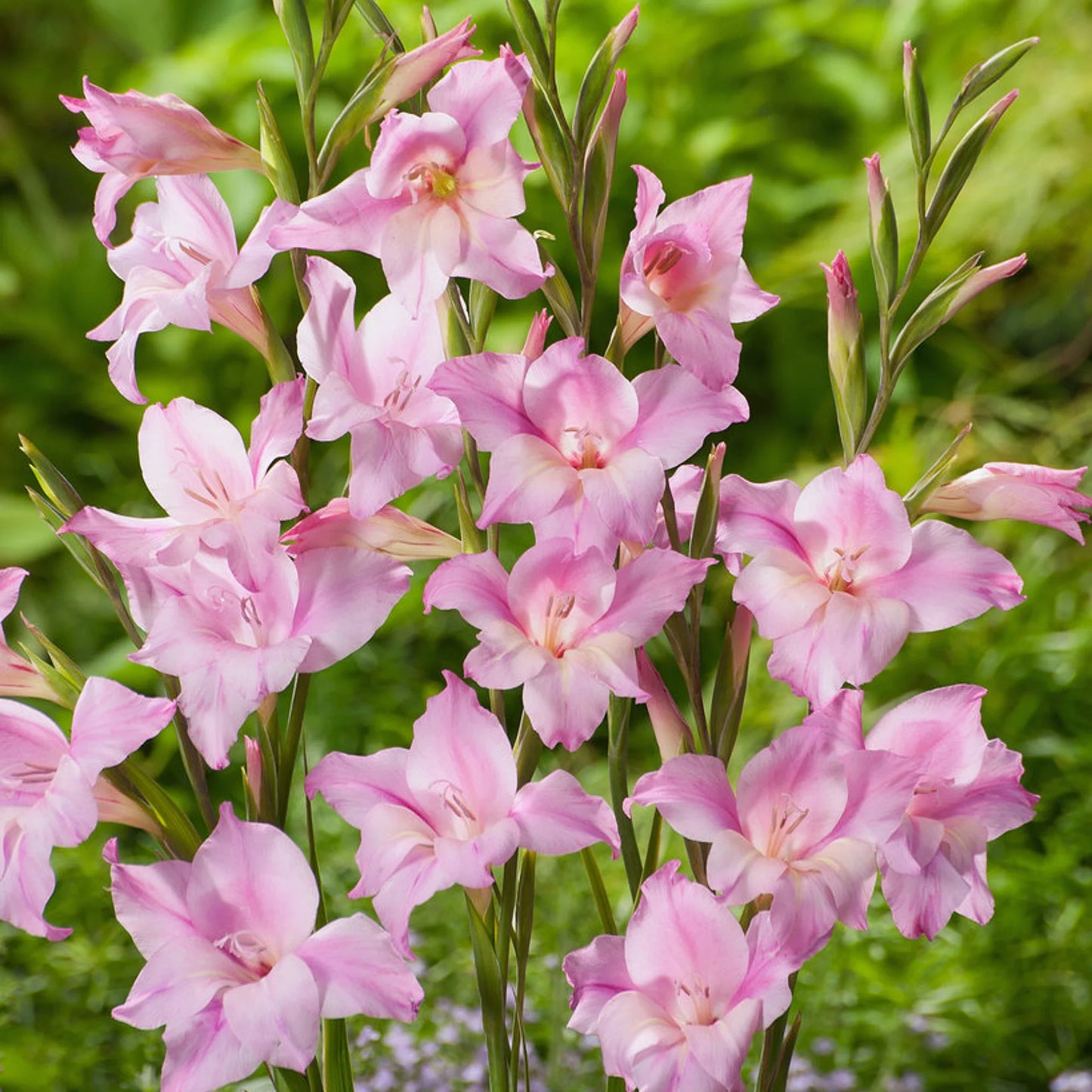 Charming Lady Hardy Gladiolus