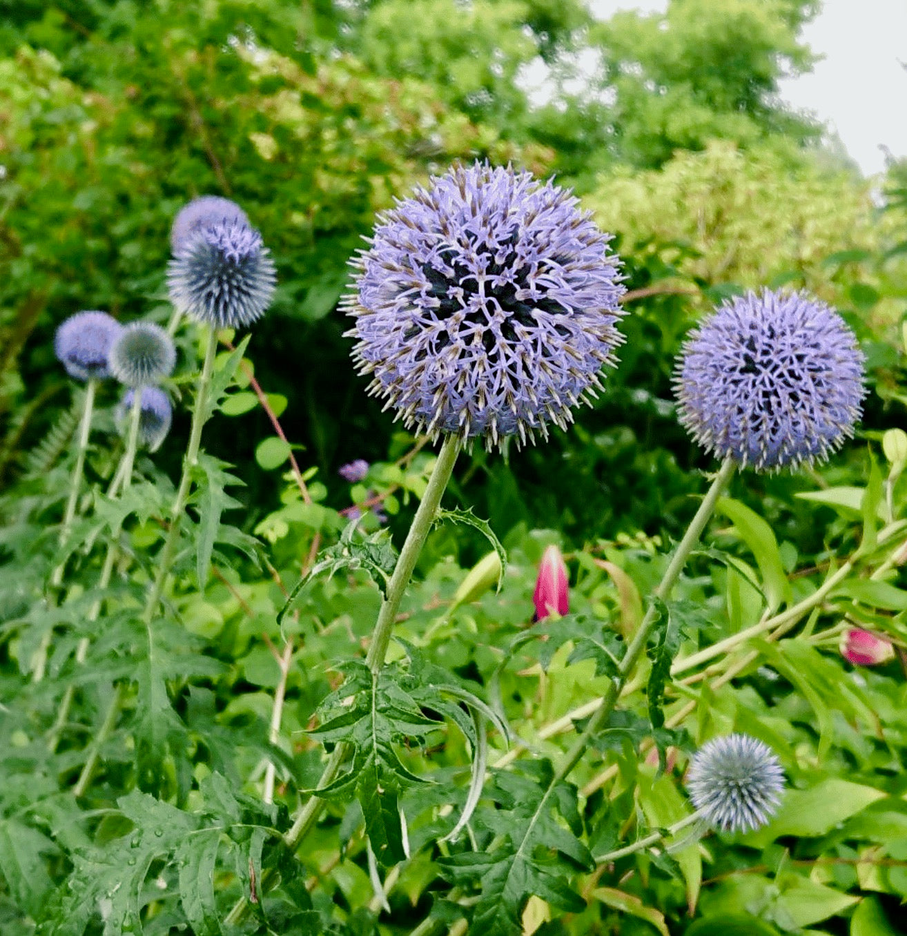 Globe Thistle