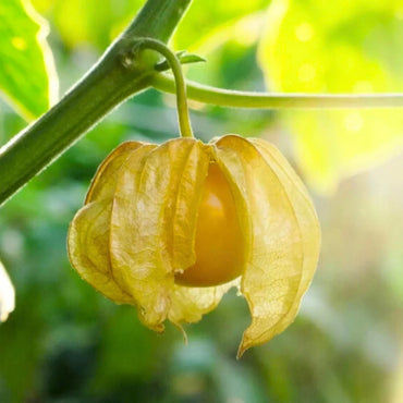 Cape Gooseberry Seeds
