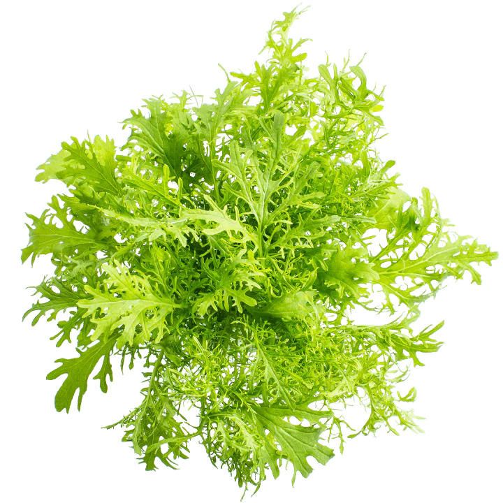 Golden Frills – Mustard Green Seed