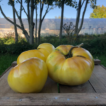 Great White – Organic Tomato Seed