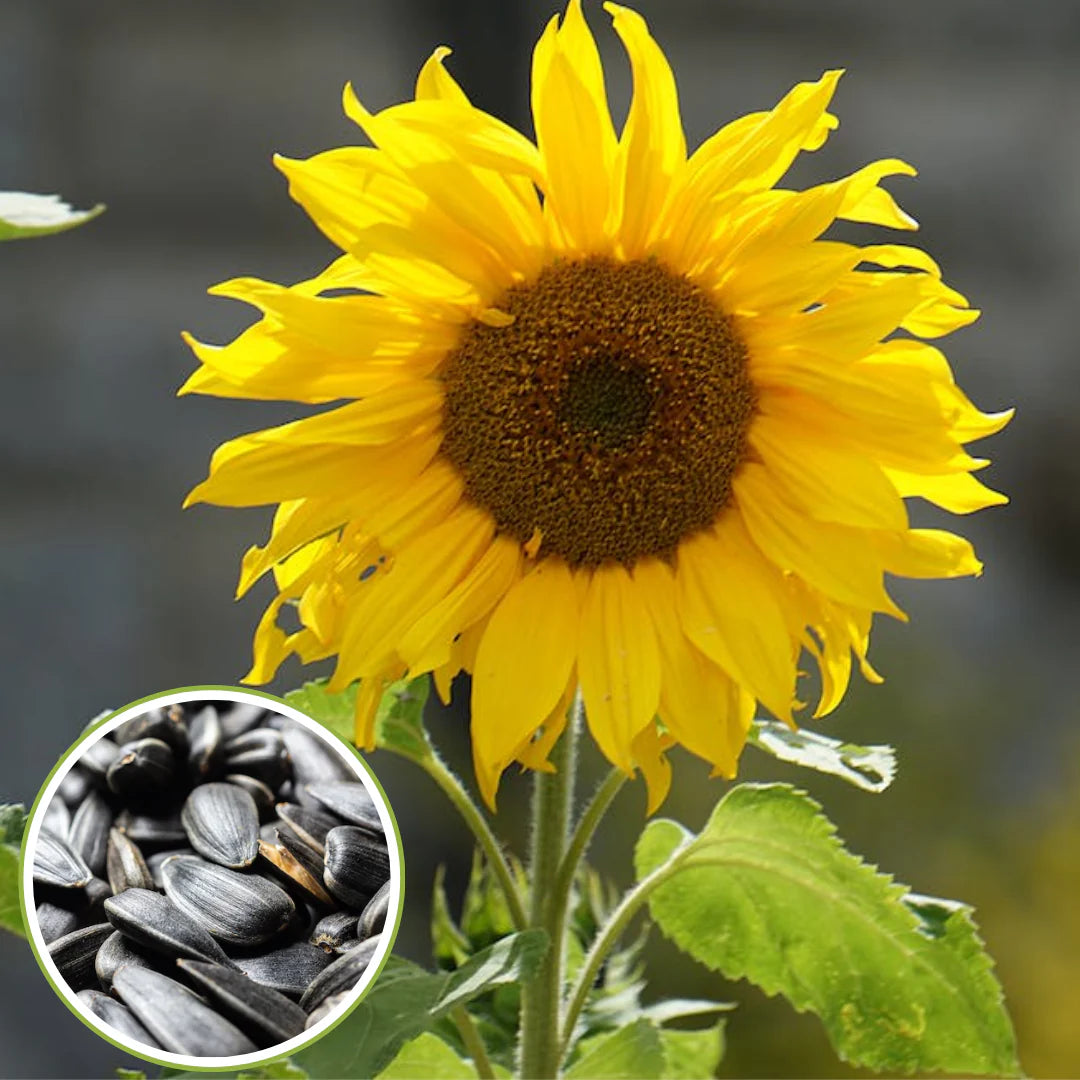 Sunflower Seeds