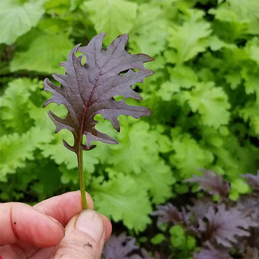 KX-1 – Organic Kale Seed