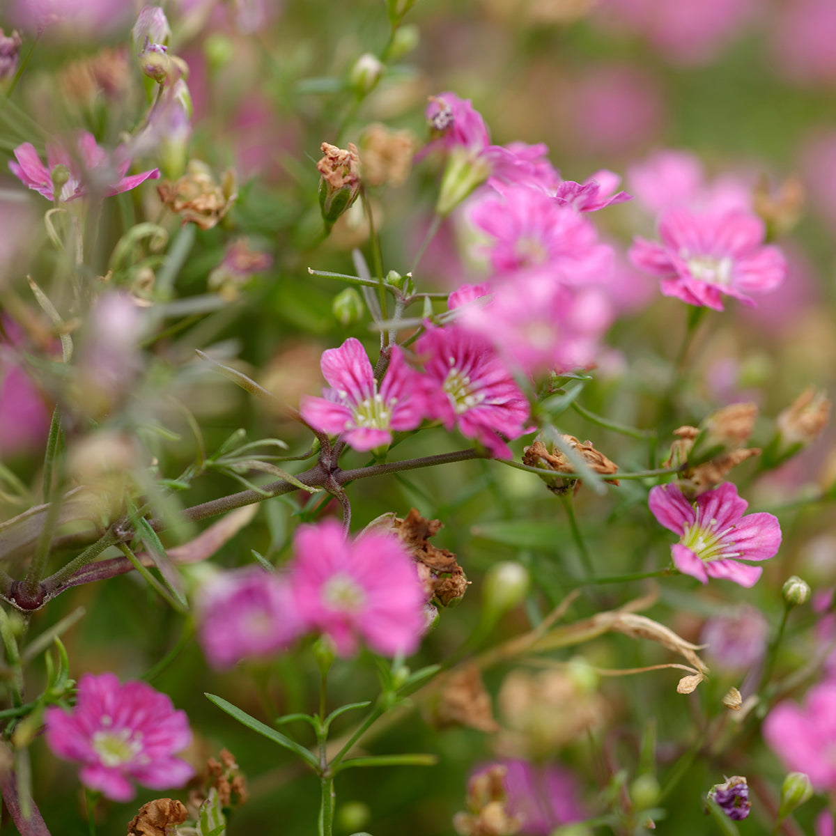 Gypsophila- Repens Rose