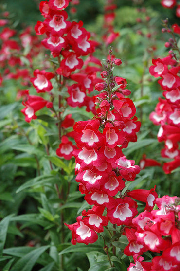 Penstemon Flower Seeds – Heirloom Non-GMO Bee-Friendly Blooms for Colorful Garden Planting