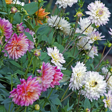 Dahlia- Rigoletto Mix