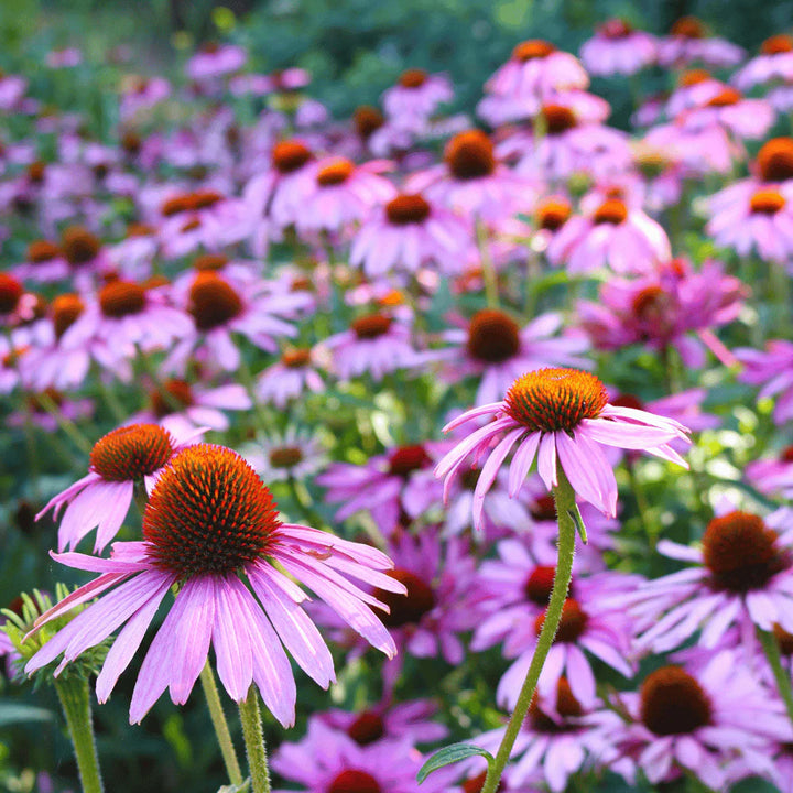 Purple Echinacea Wildflower Seeds for Planting - Heirloom & GMO Free Seeds, To attract Pollinators & Bees