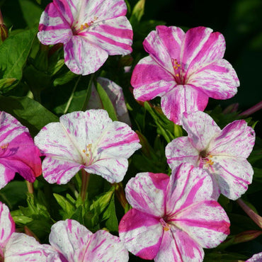 Four O'Clocks- Marbles White-Red