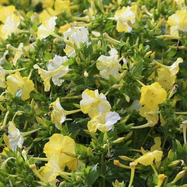 Four O'Clocks- Marbles White-Yellow