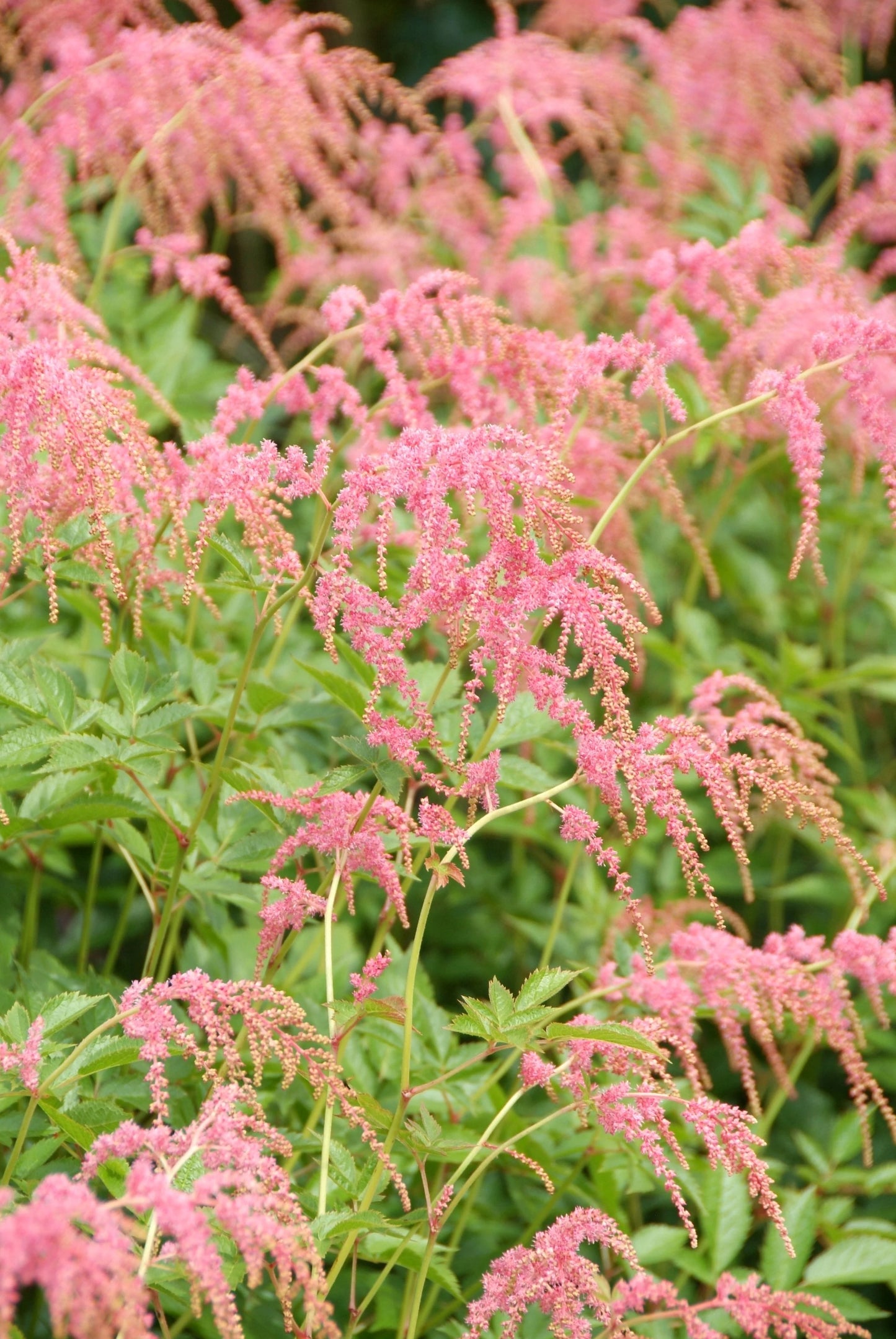 Bressingham Beauty Astilbe