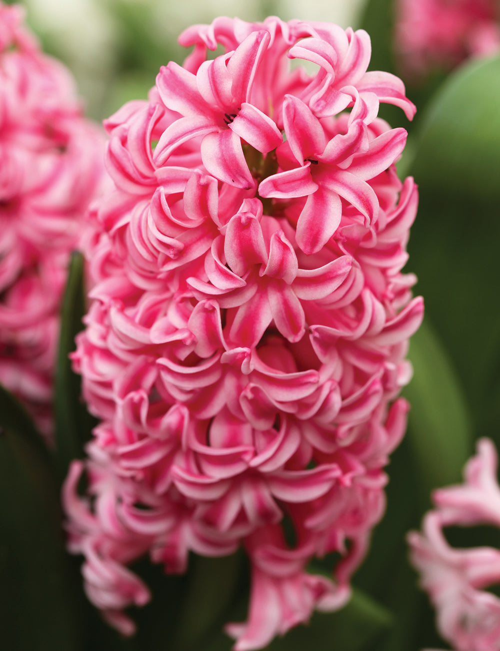 Hyacinth- Pink Surprise