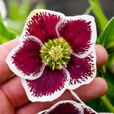 Romantic Getaway Single Hellebore