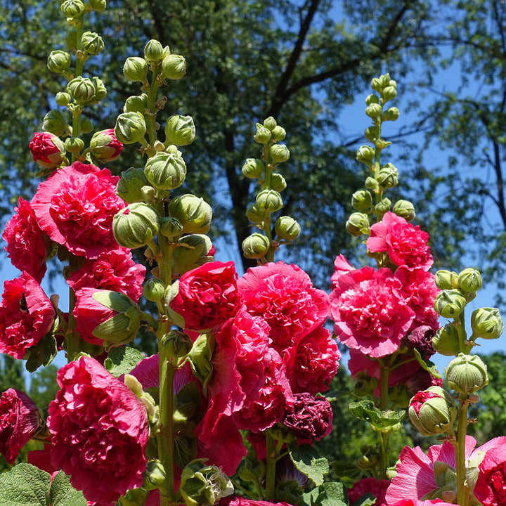 Heirloom Hollyhock Flower Seeds, Non-GMO Tall Cottage Garden Blooms for Vibrant Planting