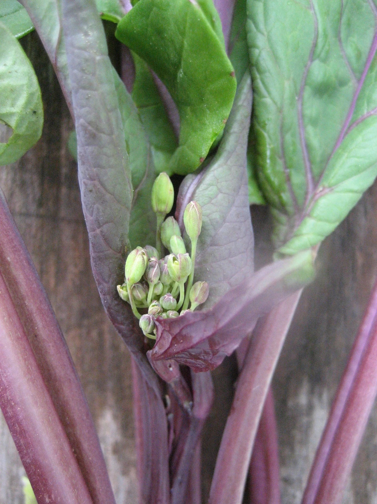 Hon Tsai Tai – Asian Green Seed