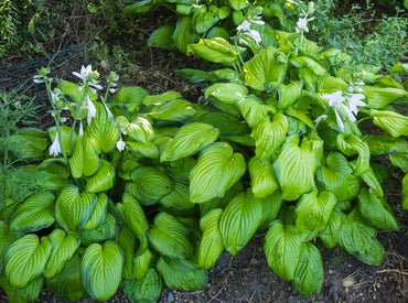 Guacamole Hosta