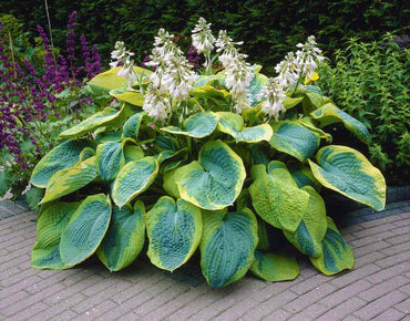 Frances Williams Hosta