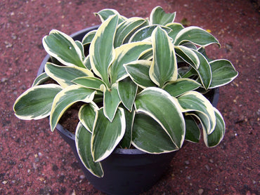 Funny Mouse Mini Hosta