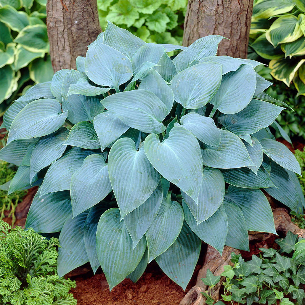 Canadian Blue Hosta