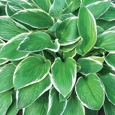 Francee Hosta