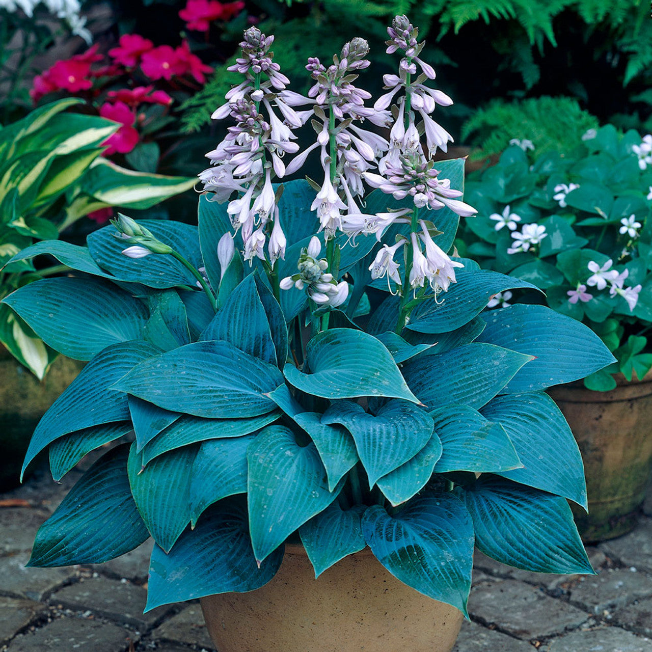 Halcyon Hosta